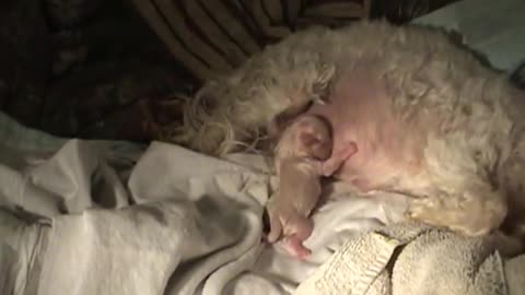 AMAZING DOG BIRTH