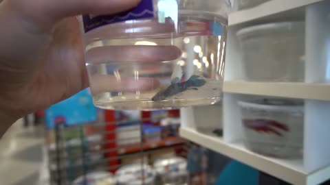 *RARE* BETTA FISH SHOPPING SPREE!! *NEW Baby BETTA FISH*