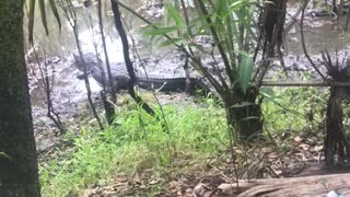 Alligator on mountain bike trail