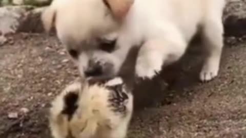 Cute Doge Playing Its Best Friend Hen Chick