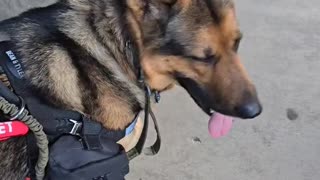 Trent Page's service dog during walk.