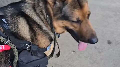 Trent Page's service dog during walk.