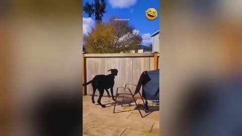 Funny Animal Videos 2023 🥰 - Funniest Dogs and Cats Videos