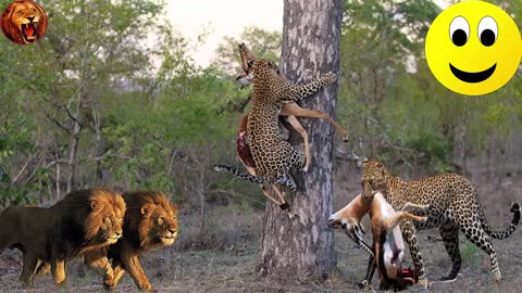 Leopard Wisely Put The Prey On The Tree When Meeting The Lion