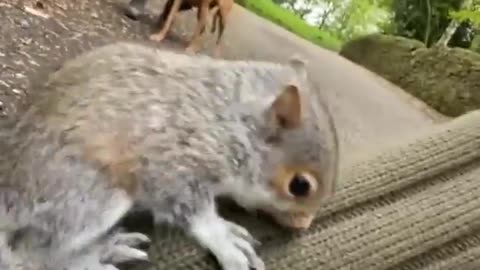 Adorable Baby Squirrel