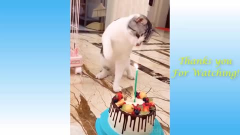 Funny moments😹 - Funny Animals-cats&dogs 🤣 🤣