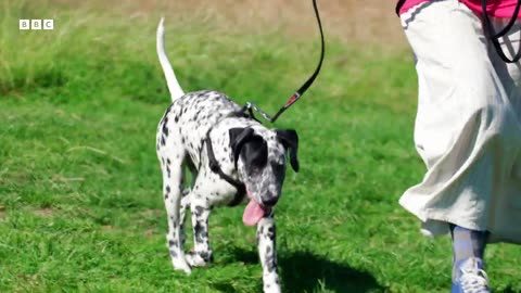 Puppy Tries To Steal Food From A Picnic _ Wonderful World of Puppies _ BBC Earth