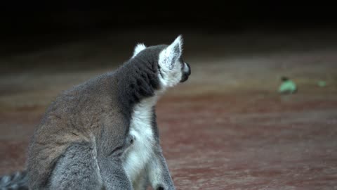 Ring tailed lemur lemur fluffy