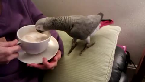 Parrot dunks a cookie