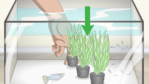 How to take care of Baby Guppies (Guppi Fry)