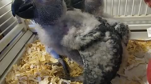 African Grey Congo Babies again