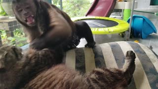 Monkey and cat best friends have wrestling match