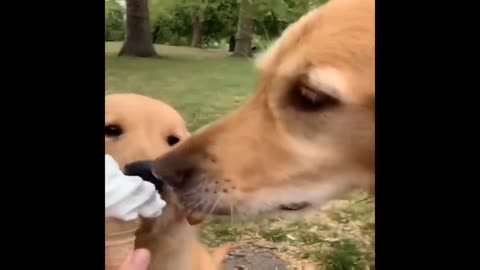 funny cute puppies