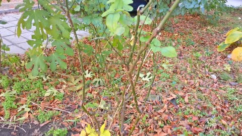 The tallest rose and cat in November.