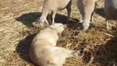 Sheepdog Is Supposed To Be Guarding Sheep But Has Other Plans In Mind