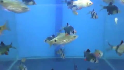 Sumatra barb fish in the store's aquarium, some have tiger-like stripes [Nature & Animals]