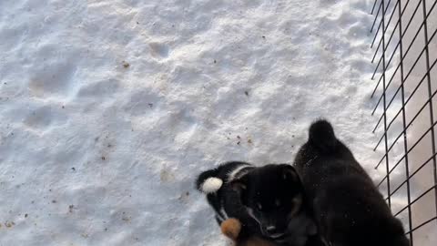 Shiba puppies snow