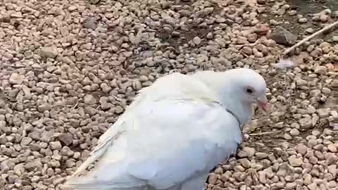 Pigeons eating food