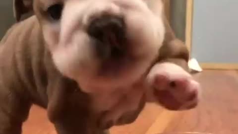 English Bulldog Puppy Toesies