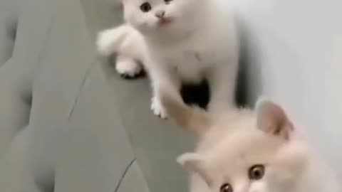 Cute cats coordination 😍🥰