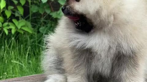 Very beautiful puppy on the chair