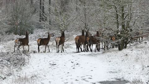 deer forest so beautiful while running