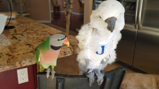 Funny Parakeet Shares His Opinion About The Global Warming