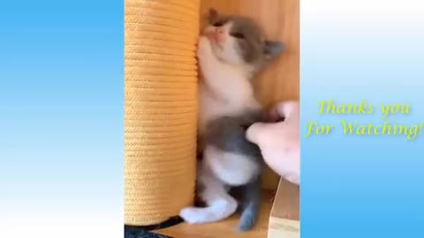 Cats with Owner Video