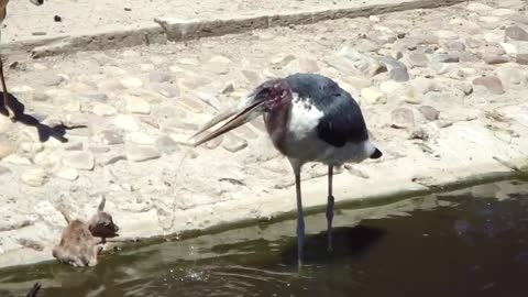 maribu kills springbok at madrid zoo