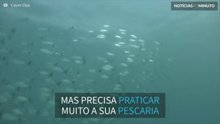 Ave tenta pescar peixe mas volta de bico vazio