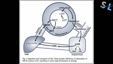 How To Increase Metabolic Rate For Fat Loss