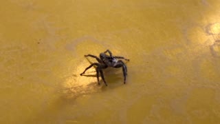 Spider crawling on yellow table