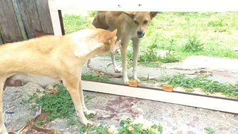 Dog vs mirror prank.. Prank For Dog Hilarious Reaction