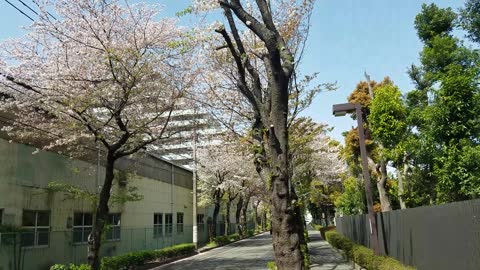 Sakura Flowers bloomed2