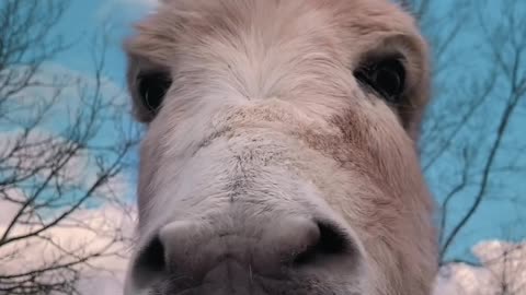 A donkey is eating oranges just like humans.