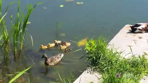 Big goldfish chasing wild ducks