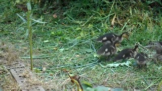A Couple of Years Ago We Encountered Ducklings...
