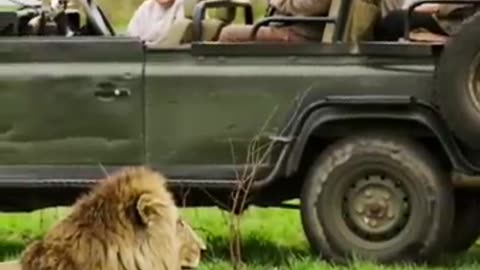 The Reason Why Lions Don_t Attack Humans On Safari Vehicle