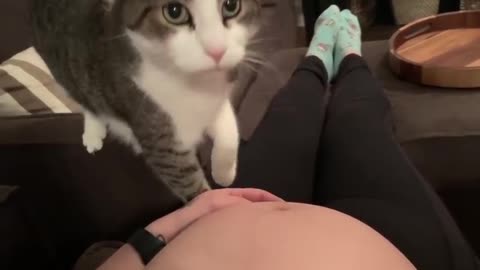 #adorableanimals #catsareawesome #pregnant Sweet cat just realized it's owner is pregnant.