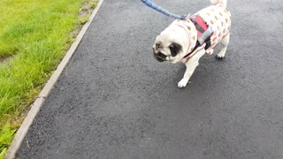 Little princess pug all wrapped up