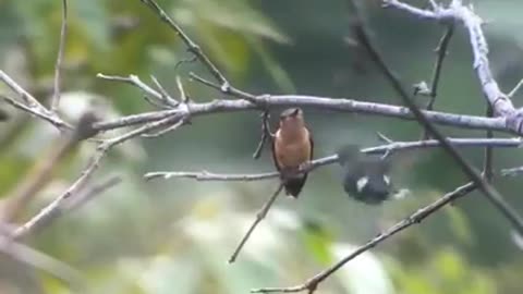 A bird flirts with its mate in a funny way