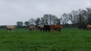 Curious cows