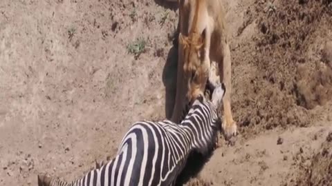 Lion Hunting Zebra |Zebra &Lion | Hunting Video
