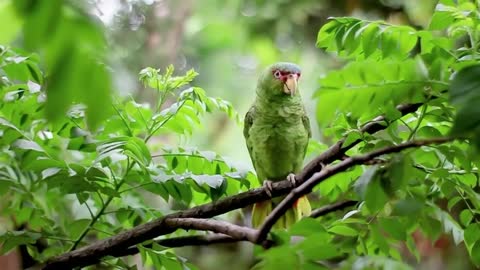 Parrot on Tree