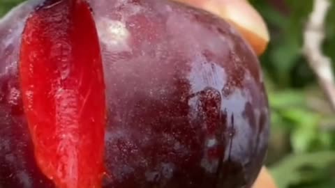 😍🍇🥭Farm Fresh Ninja Fruit Cutting (Desi Satisfying Fruit Ninja) 🍇🥭Fruit Ideas | Amazing Fruits 😍🍇