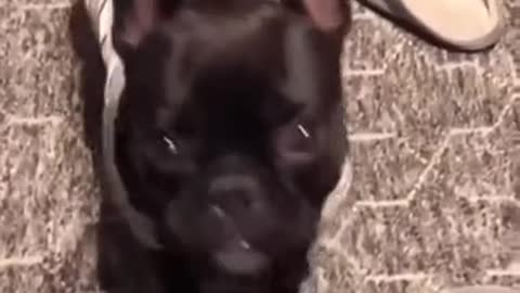 Funny lovely dog