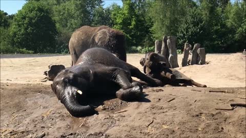 Funny elephant calfs having playtime and wrestle each other