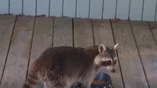 "Rocky Racoon" comes for a visit