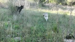 O VÍDEO MAIS LINDO QUE VOCÊ JÁ VIU NA TERRA