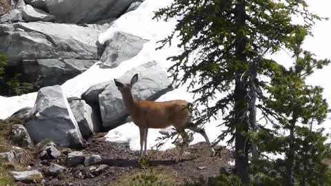 Rare sighting of wolverine hunting in Montana